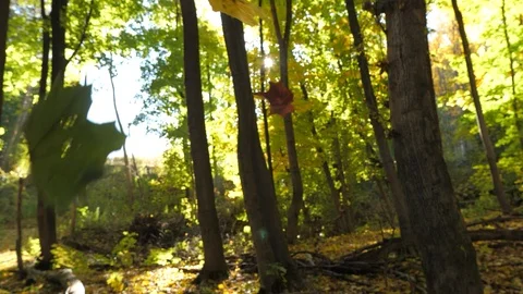 Fall Leaves falling in beautiful autumn colored forest 07 Video stock 97768340