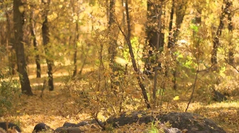 Fall Leaves Falling off Branches Video stock 12732690