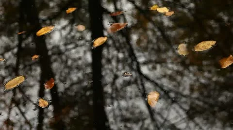 Fall leaves falling into the pond Stock Footage 8847944