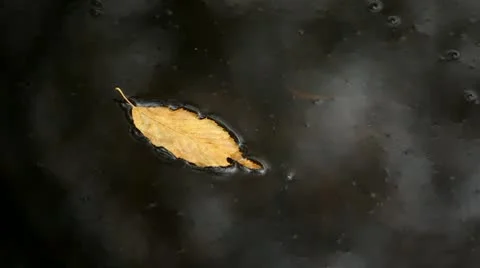 Fall leaves falling into the pond Stock Footage 8994854
