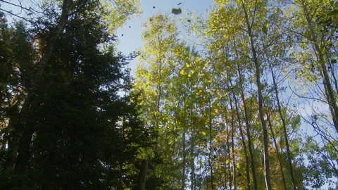 Fall Leaves Falling Towards Camera Stock Footage 164871455