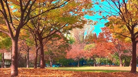 Fall Leaves Falling From Trees in the Park Stock Footage 254877265
