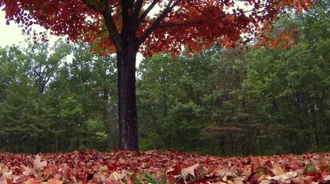 Fall Leaves Float to Ground Stock Footage 58807747