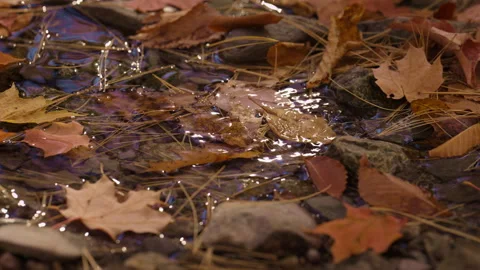 Fall Leaves Floating in a Clear Forest Stream in Ontario Canada Stock Footage 345553030