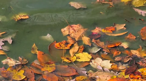 Fall Leaves Floating in Water Stock Footage 35721768