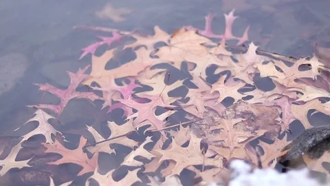 Fall Leaves floating in water Video stock 98271633