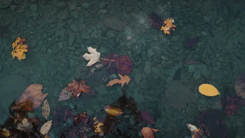 Fall Leaves Floating on Water Stock Footage 165412544