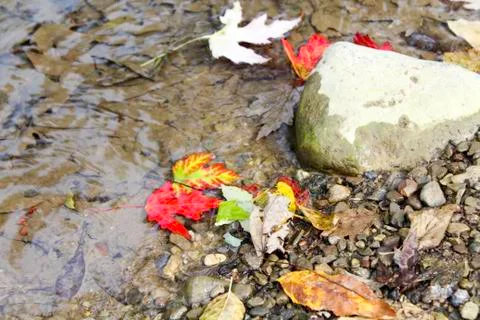 Fall leaves floating in water Stock Photos