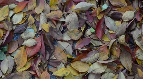 Fall Leaves on Floor HD Stock Footage 8975872