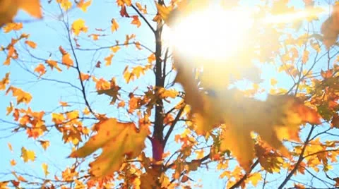 Fall leaves off focus-MVI 6361 Stock Footage 9278531