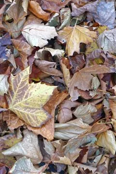 Fall leaves foliage Stock Photos