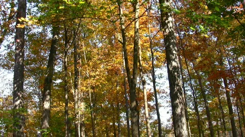 Fall leaves  Stock Footage 87083