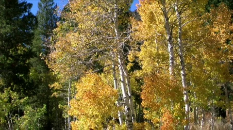 Fall leaves Stock Footage 284364