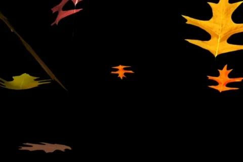 Fall Leaves Stock Footage 335044