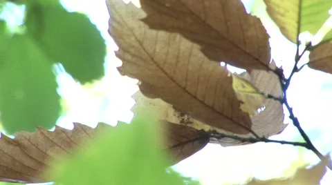 Fall leaves Stock Footage 882571