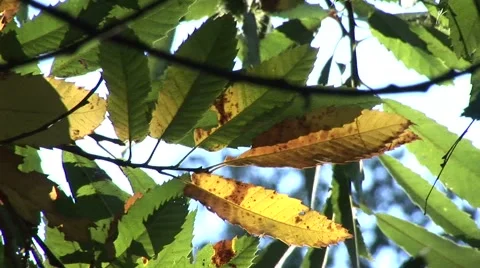 Fall leaves Stock Footage 924735