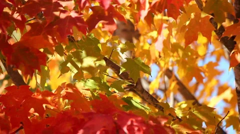 Fall leaves Stock Footage