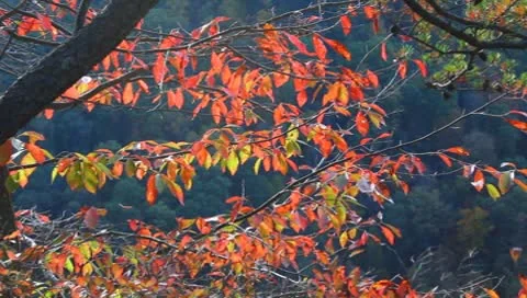 Fall leaves Stock Footage 8838780
