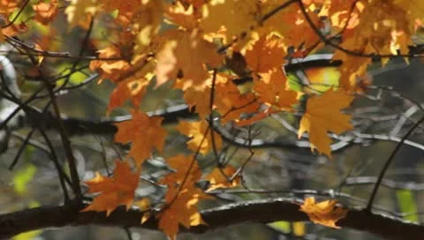 Fall leaves Stock Footage 8868814