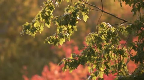 Fall Leaves Video stock 8931645