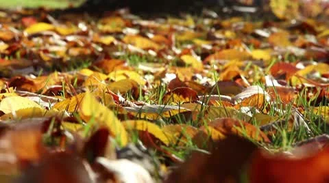 Fall leaves Stock Footage 8987804