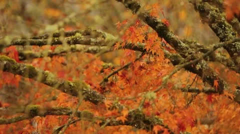 Fall Leaves Vidéo 8993911