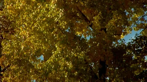 Fall leaves Stock Footage 10887956