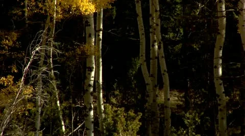 Fall leaves Stock Footage 10888009