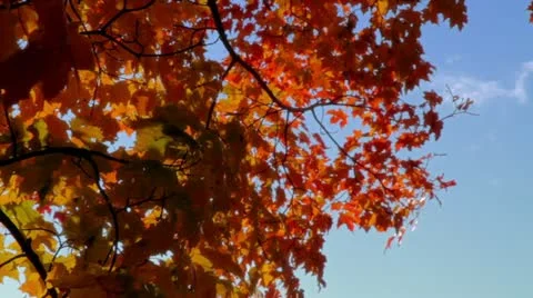 Fall Leaves Stock Footage 11895291