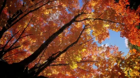 Fall Leaves Stock Footage 11895308