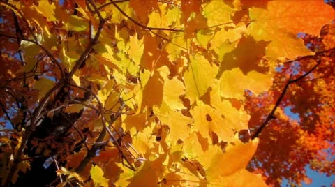 Fall Leaves Stock Footage 11895326
