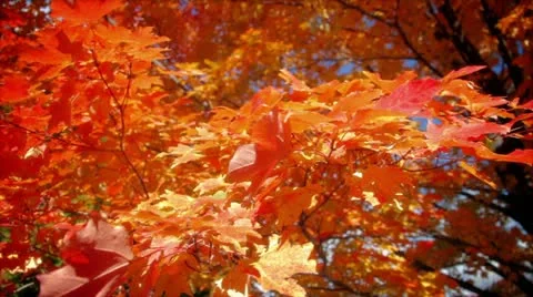 Fall Leaves Stock Footage 11899351