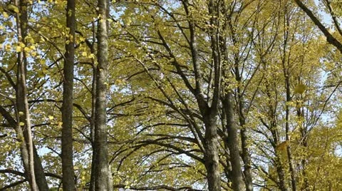 Fall of leaves. Stock Footage 12360135