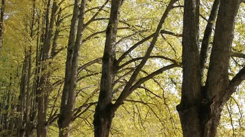 Fall of leaves. Stock-Footage 12360144