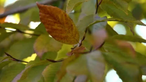 Fall leaves Stock Footage 12519022