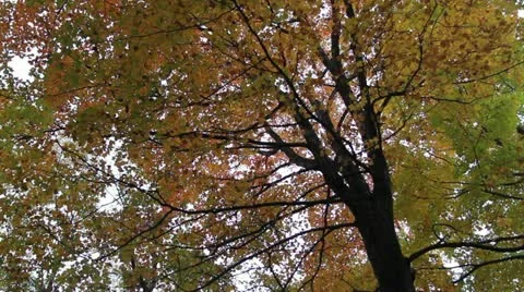 Fall Leaves 動画素材 20608665