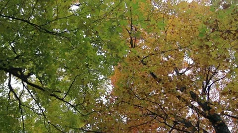 Fall Leaves Stock Footage 20609257