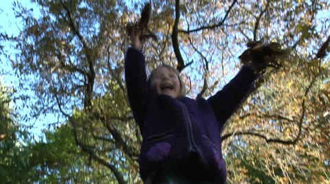 Fall leaves Stock Footage 22664918