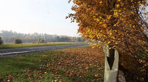 Fall of leaves. Stock Footage 31548817