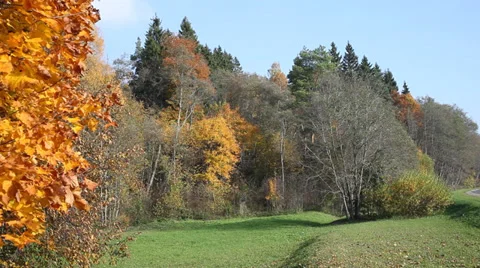 Fall of leaves. Stock Footage 31548892