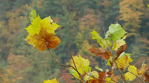 Fall Leaves Video stock 32477687