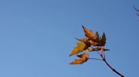 Fall leaves Stock Footage 43234986