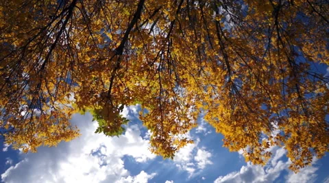 Fall Leaves Stock Footage 48950349