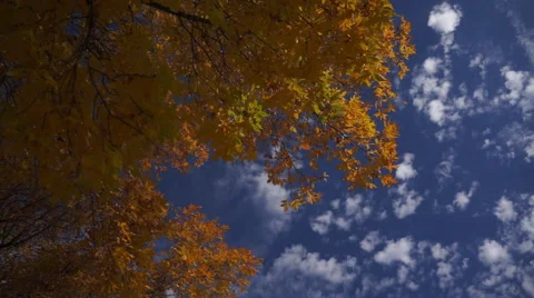 Fall Leaves Stock Footage 48951006