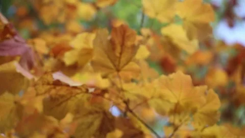 Fall leaves Stock Footage 80159900