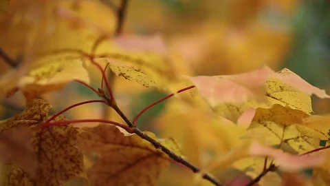 Fall leaves Vídeos de archivo 80160775