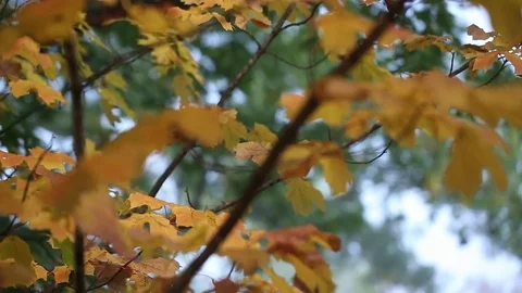 Fall leaves Stock Footage 80160948
