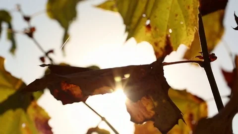 Fall leaves Stock Footage 80161757