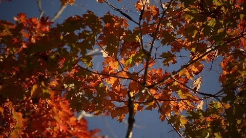 Fall leaves Vídeos de archivo 80163225