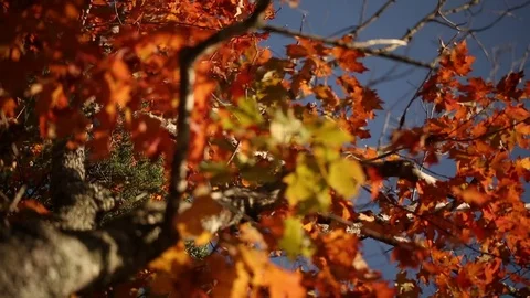 Fall leaves Vídeos de archivo 80163531